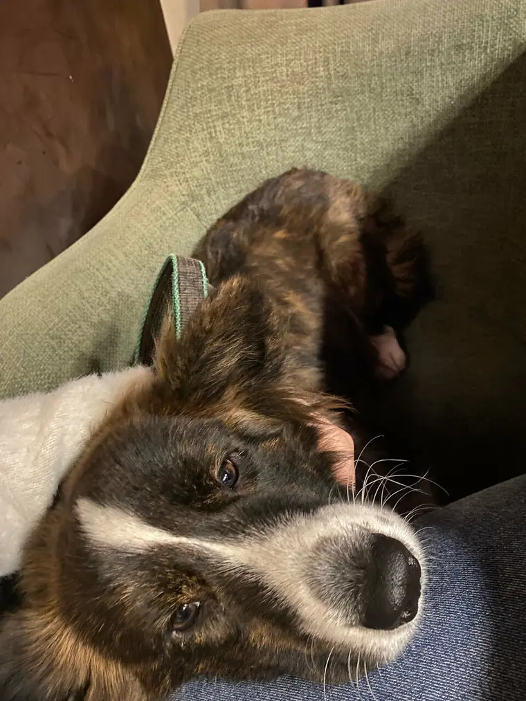 Собака отдыхает на диване в зале — заведение dog-friendly